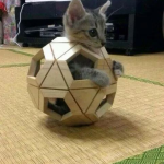 娱乐吃瓜酱猫叫喵喵喵,喵喵喵！娱乐吃瓜酱带你领略猫界趣味
