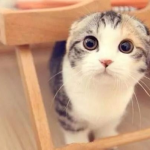 折耳猫娱乐吃瓜,揭秘娱乐圈吃瓜背后的真相与趣味