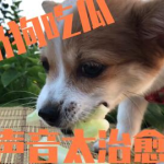 娱乐吃瓜君奶狗,娱乐吃瓜君的甜蜜瓜田之旅
